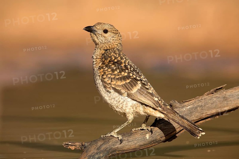 Spotted Bowerbird (Chlamydera maculata) perched on a branch, Queensland, Australia