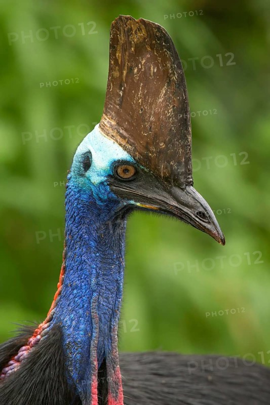 Southern Cassowary (Casuarius casuarius), Queensland, Australia