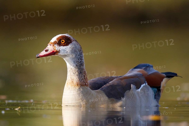Egyptian Goose (Alopochen aegyptiaca), North Rhine-Westphalia, Germany