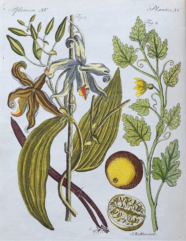 Vanilla (Vanilla planifolia) and coloquinte (Citrullus colocynthis), hand-coloured copperplate engraving, from Friedrich Justin Bertuch's picture book for children, Vienna 1801