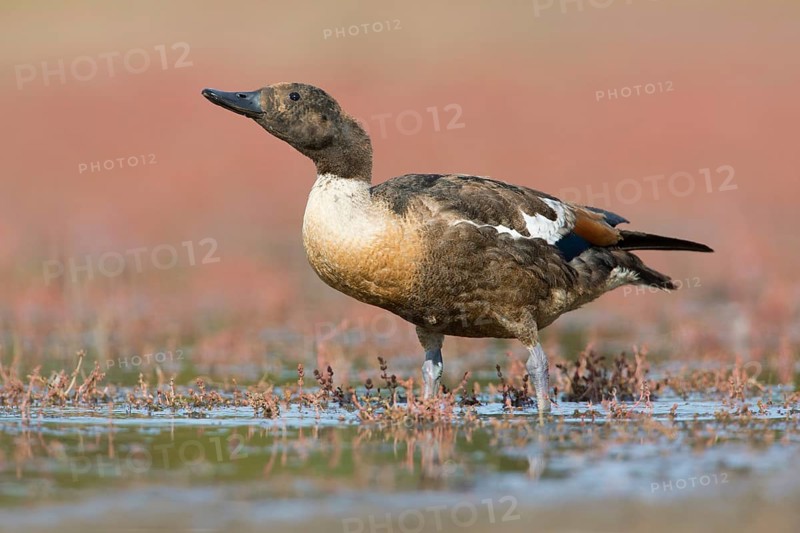 Australian Shelduck (Tadorna tadornoides) moulting male drinking at a waterhole, Victoria, Australia