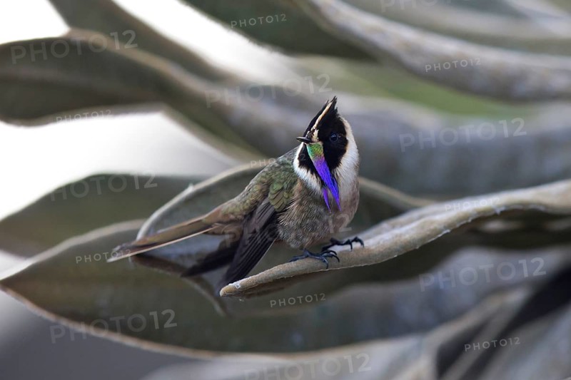 Buffy Helmetcrest (Oxypogon stuebelii) male perched on a leaf, Los Nevados National Park, Colombia