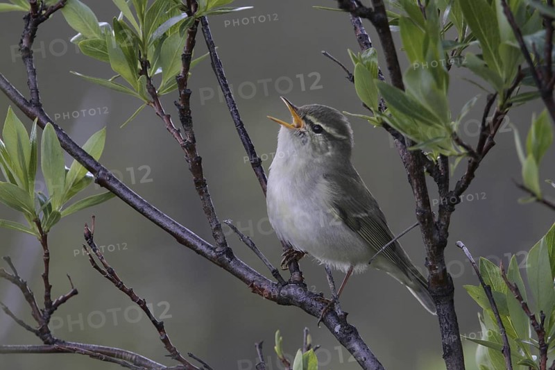 Arctic Warbler (Phylloscopus borealis) singing, Alaska, USA