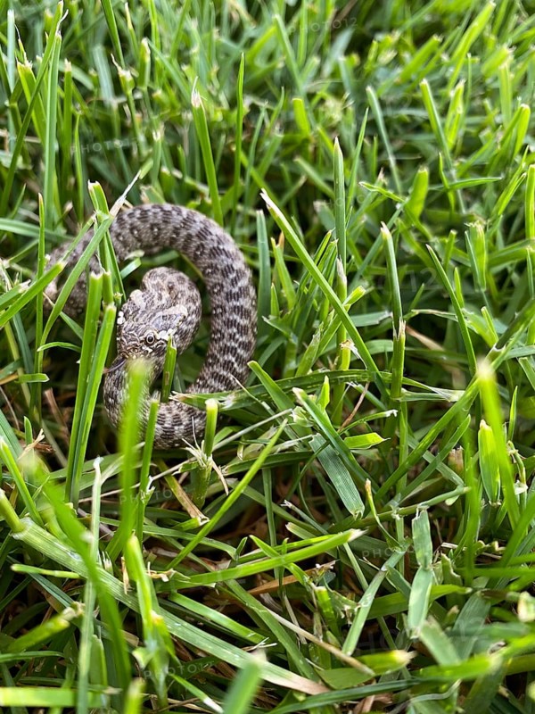 A Heterodon nasicus viper is seen camouflaged within lush, green grass. The detailed texture of its scales and the vibrant grass create a striking natural scene