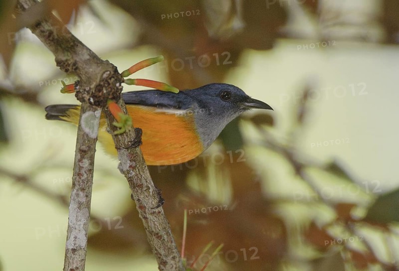 Orange-bellied Flowerpecker (Dicaeum trigonostigma), Sarawak, Malaysia