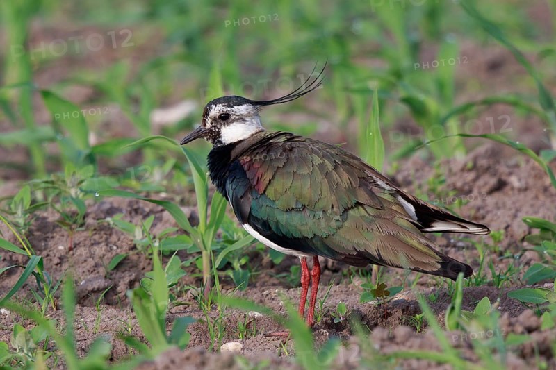 Northern Lapwing (Vanellus vanellus) male, North Rhine-Westphalia, Germany