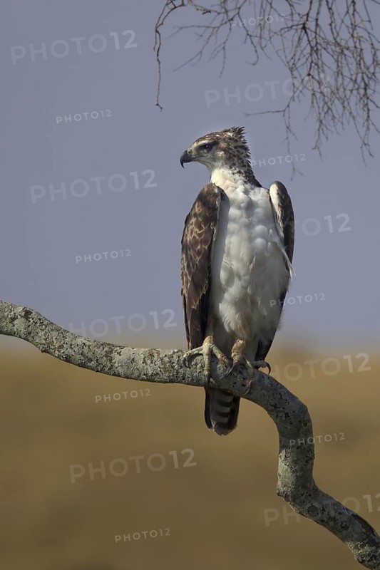 Martial Eagle (Polemaetus bellicosus), Masai Mara, Kenya