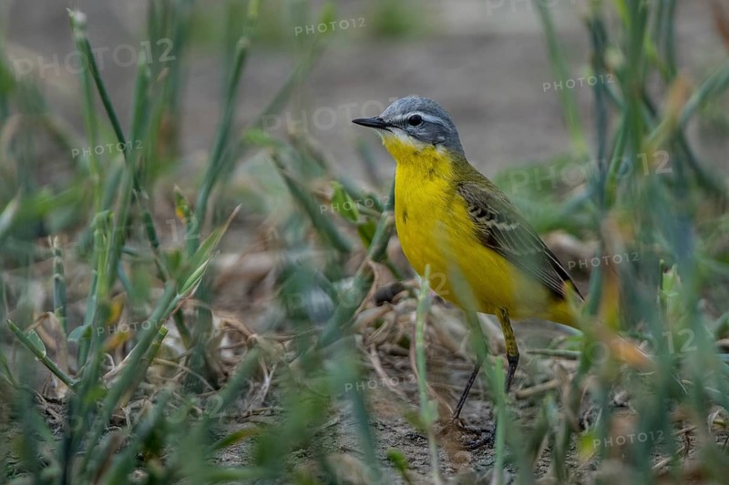 Western Yellow Wagtail (Motacilla flava), Schleswig-Holstein, Germany