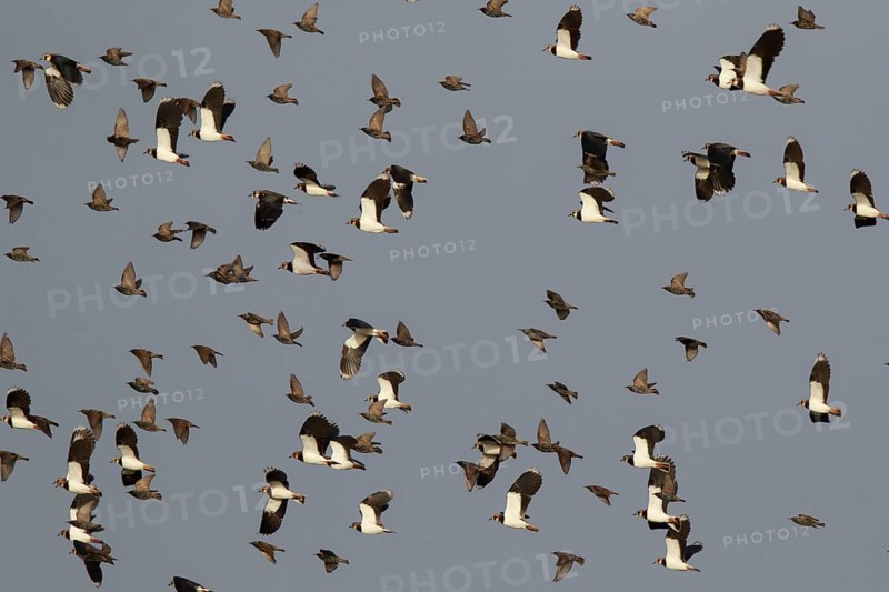 Northern Lapwing & Common Starling (Vanellus vanellus) group flying, North Rhine-Westphalia, Germany