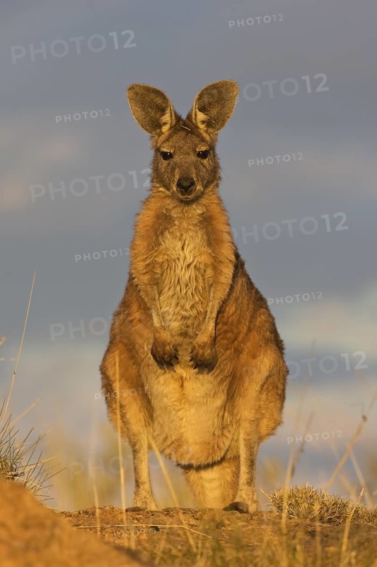 Wallaroo (Macropus robustus) alert female standing, Queensland, Australia