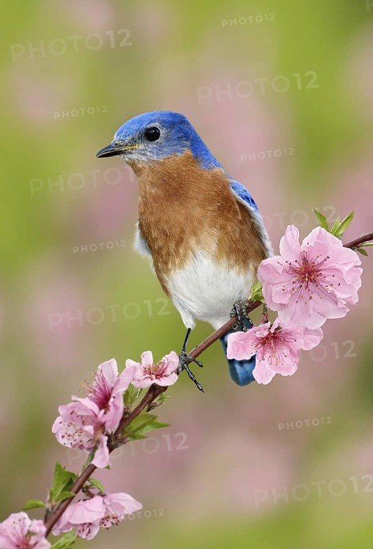 Eastern Bluebird (Sialia sialis), Texas, USA