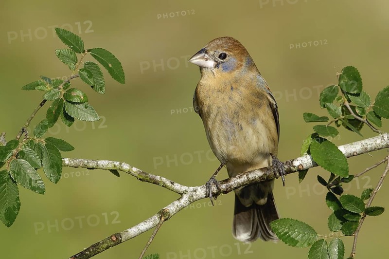 Blue Grosbeak (Passerina caerulea) female, Texas, USA