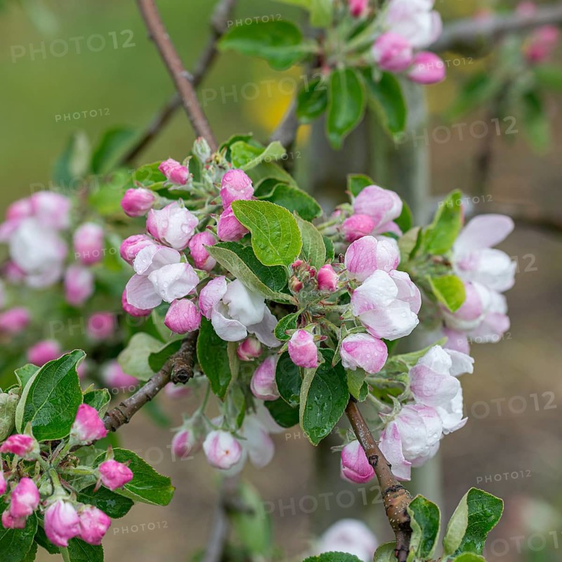 Apple (Malus domestica 'Piros'),  Germany