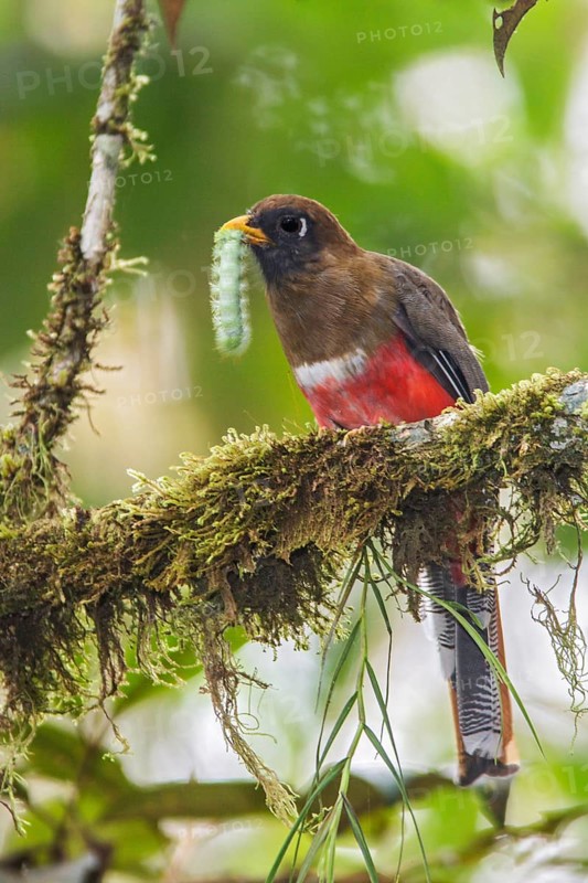 Masked Trogon (Trogon personatus assimilis) perched on a branch in Ecuador, South America