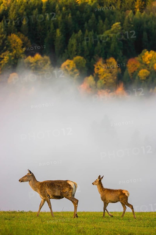 An Altai maral hind with a calf, Altai wapiti or Altai elk (Cervus canadensis sibiricus) stands in a meadow in the first light of the day. A forest in full fall foliage is in the background. Dense fog cover the forest partially