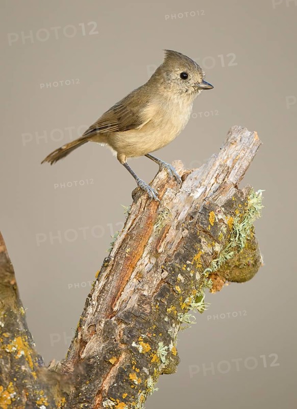 Oak Titmouse (Baeolophus inornatus), California, USA