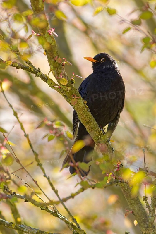 Male common blackbird (Turdus merula) on tree branch in spring sunlight, Bad Salzschlirf, Germany