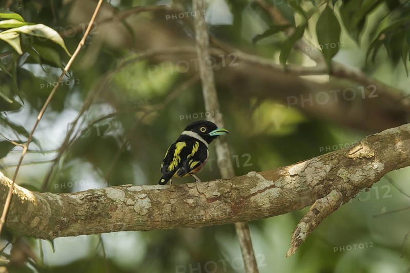 Black-and-yellow Broadbill (Eurylaimus ochromalus), Thailand
