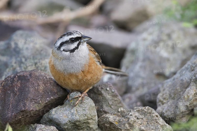 Rock Bunting -Zippammer - Emberiza cia ssp. cia, Germany, adult male