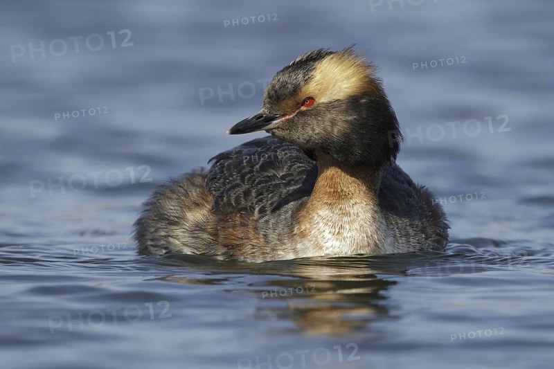Horned Grebe (Podiceps auritus), Maryland, USA