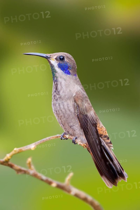 Brown Violet-ear Colibri delphinae San Jose, Costa Rica 7 November Adult Trochilidae