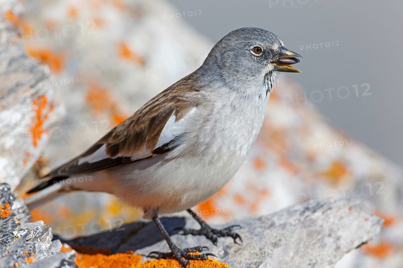 Snowfinch (Montifringilla nivalis), Valais, Switzerland