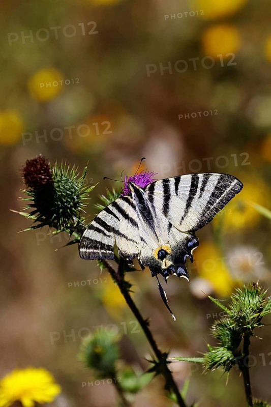 Sail butterfly (Iphiclides podalirius), on a flower of a thistle (Cirsium arvense), in a vineyard, close-up, Moselle valley, Cochem, Rhineland-Palatinate, Germany