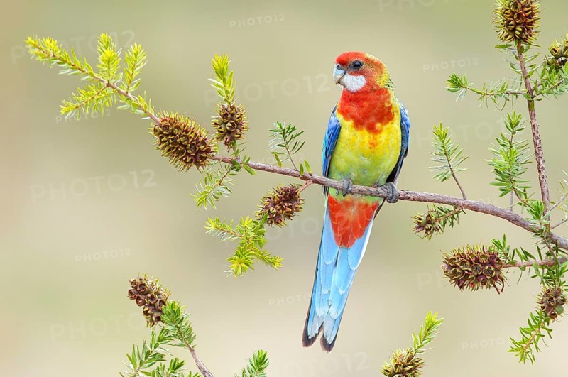 Eastern Rosella (Platycercus eximius) female, Victoria, Australia