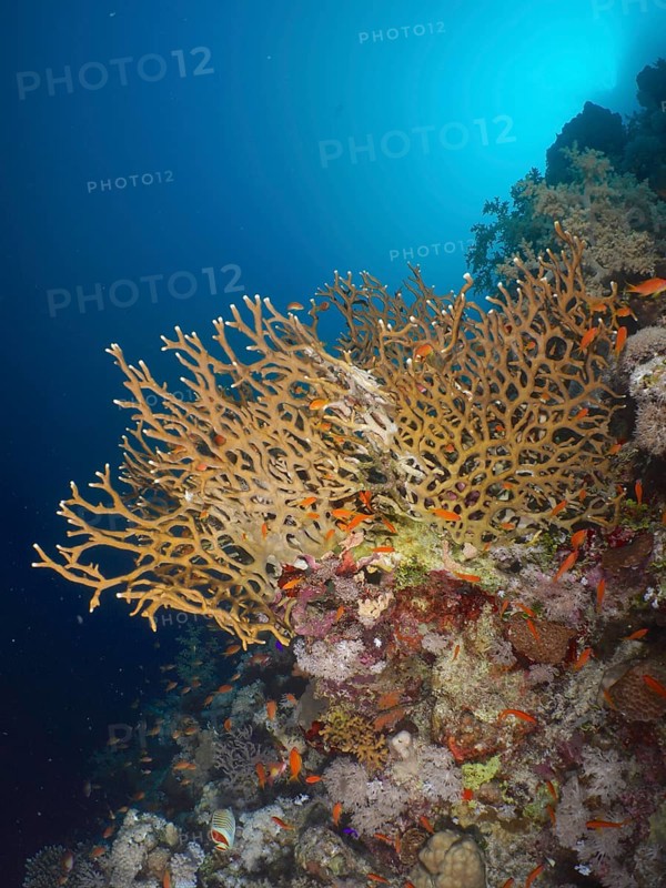 Lattice fire coral (Millepora dichotoma)