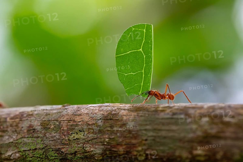 Leafcutter ant (Atta) carrying a large green leaf piece on a branch in the tropical rainforest. Pacific coast, Costa Rica