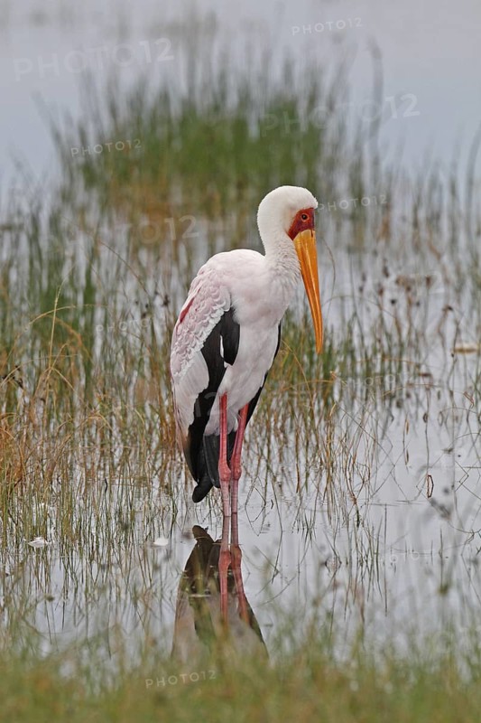 Yellow-billed Stork (Mycteria ibis), Lake Nakuru, Kenya