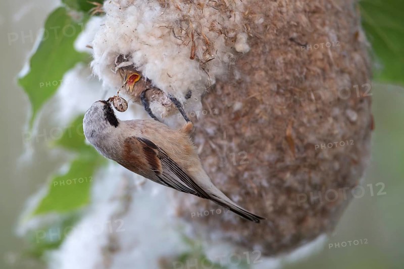 Eurasian Penduline Tit (Remiz pendulinus) female feeds chick in nest, Saxony-Anhalt, Germany
