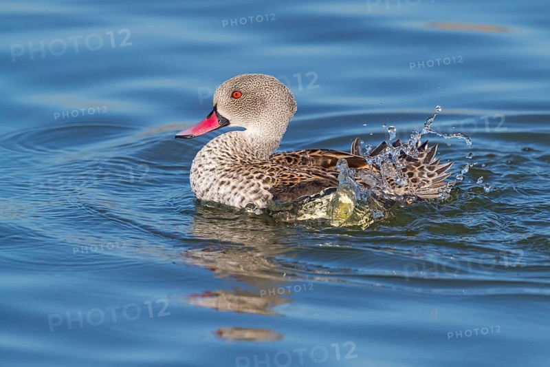 Cape teal (Anas capensis), Cape Teal, Canard du Cap, Cerceta de El Cabo, False Bay Nature Reserve / Strandfontein Sewage Works, Cape Town, Western Cape, South Africa