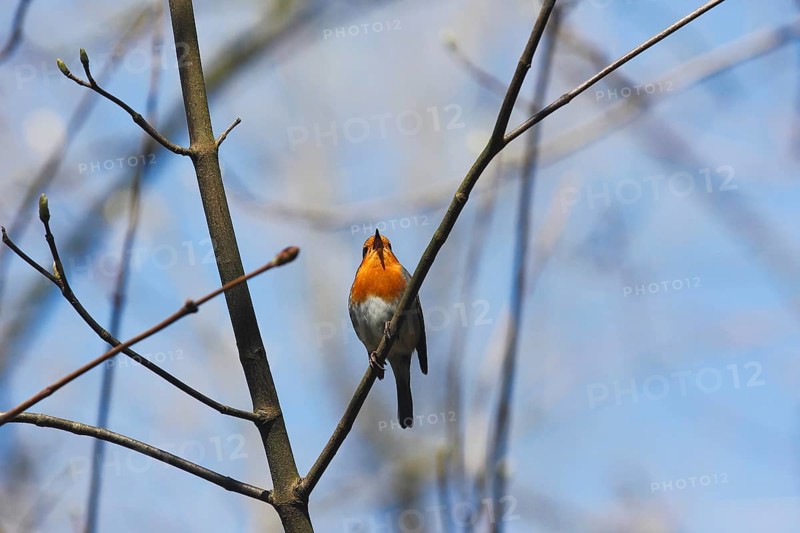 Robin (Erithacus rubecula) sitting on a branch, North Rhine-Westphalia, Germany