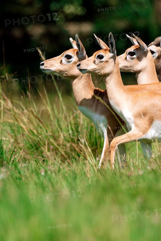A group of Common Impala, alert and looking in various directions while standing in a lush green grass field