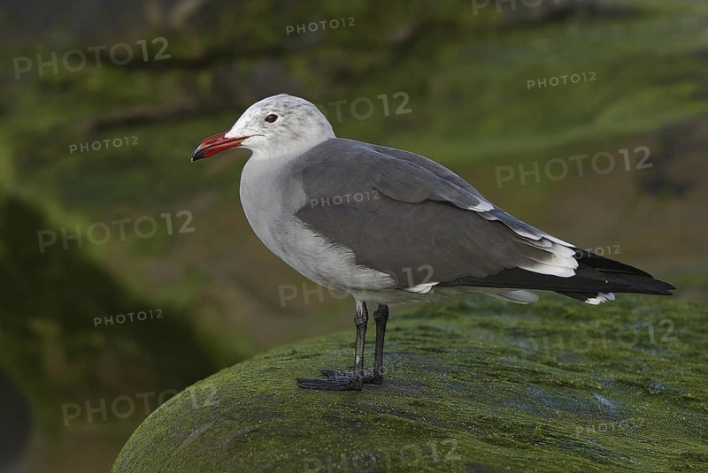 Heermann's Gull (Larus heermanni), California, USA