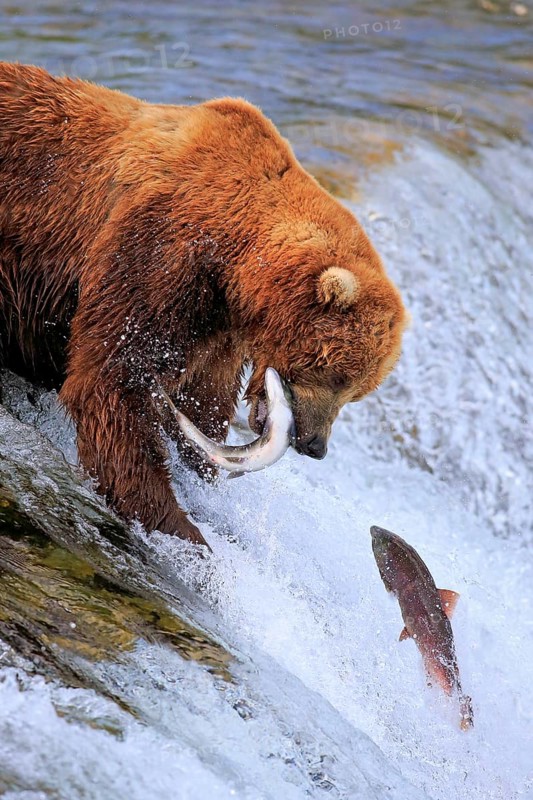 Grizzly bear (Ursus arctos horribilis), adult, in water, in summer, with salmon, hunting, with prey, eating, Brookes River, Katmai National Park, Alaska, USA, North America