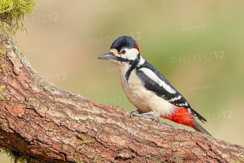 Great spotted woodpecker (Dendrocopus major), male, attentive, on a branch, wildlife, woodpeckers, nature photography, Neunkirchen, spring, Siegerland, North Rhine-Westphalia, Germany