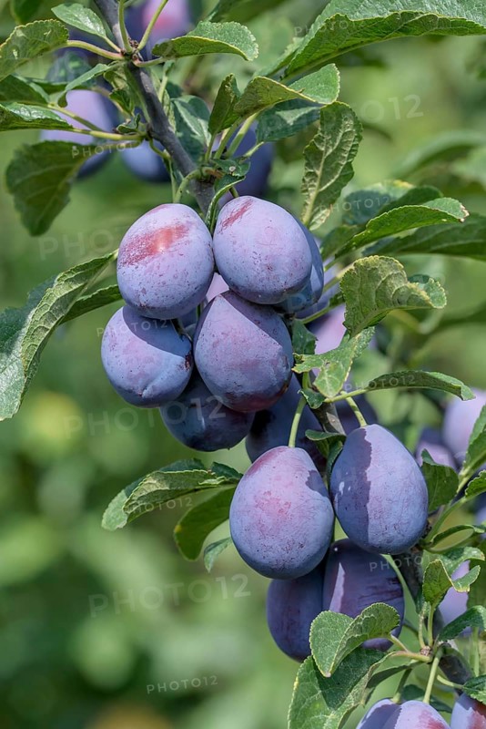 Plum (Prunus domestica 'Topper'), Baum- und Rebschule Schreiber KG, Federal Republic of Germany