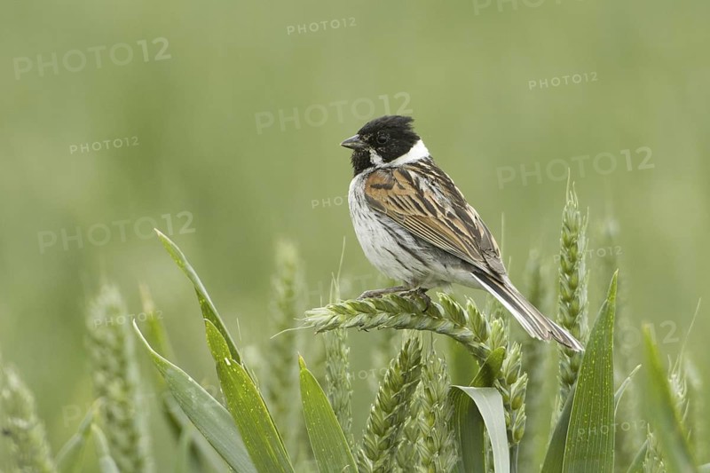 Common Reed Bunting (Emberiza schoeniclus) male, Rhineland-Palatinate, Germany