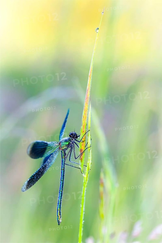 Banded demoiselle (Calopteryx splendens), Lower Saxony, Federal Republic of Germany