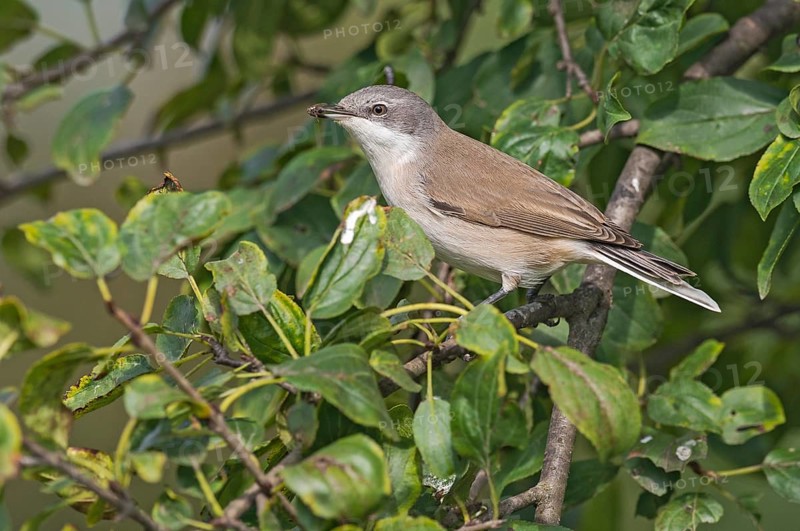 Lesser Whitethroat (Sylvia curruca) perched in tree with fly in beak, Aosta Valley, Italy