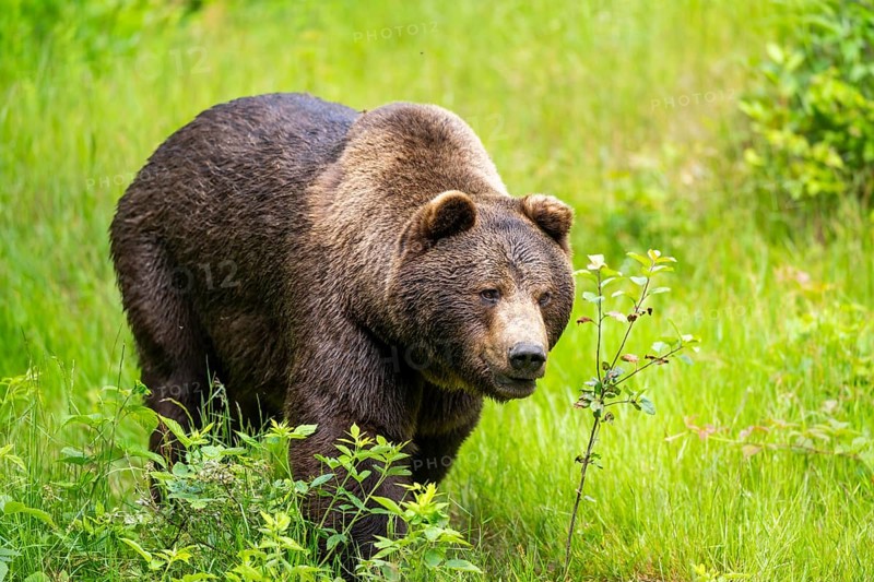 Eurasian brown bear (Ursus arctos arctos) walking between bushes, Bavarian Forest, Bavaria, Germany