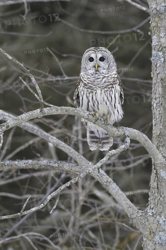 Barred Owl (Strix varia), Ontario, Canada