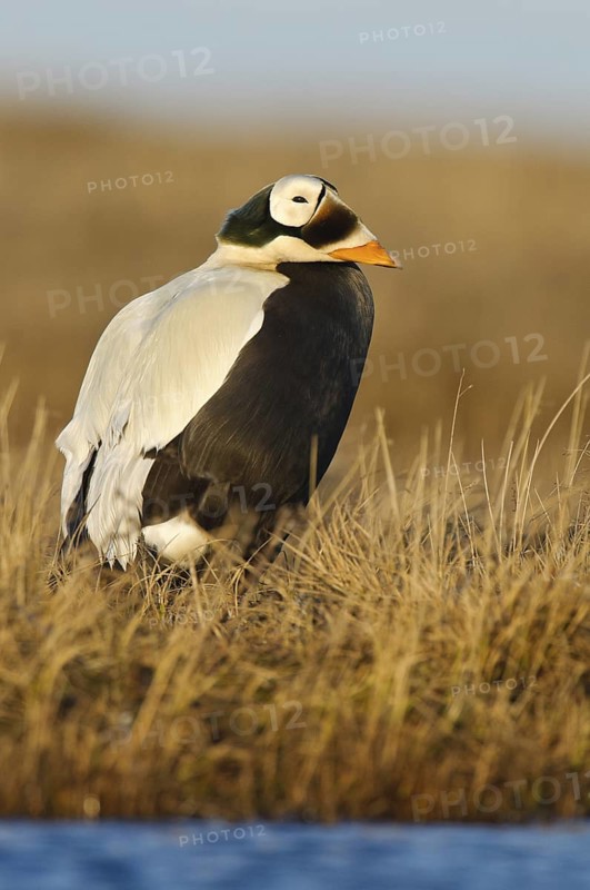 Spectacled Eider (Somateria fischeri) male, Alaska, USA