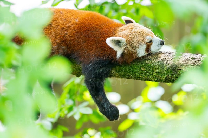 Red panda (Ailurus fulgens) lying on a branch in a tree, Germany