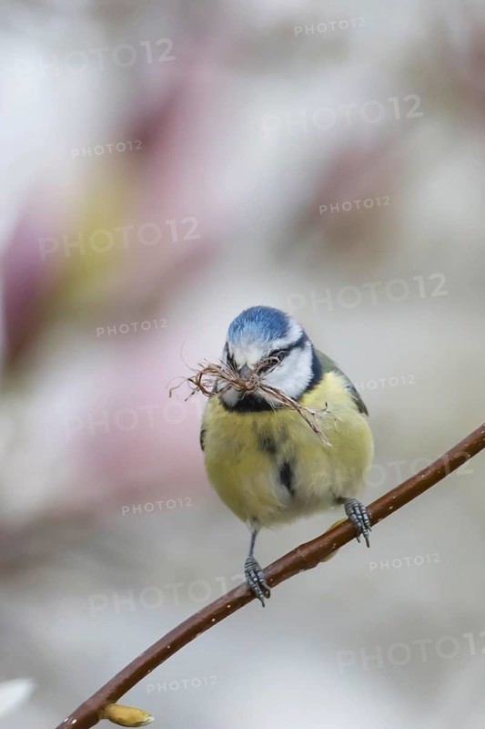 Blue tit (Cyanistes caeruleus) adult bird with nesting material in its beak in a garden Magnolia tree full of blossom in spring, Suffolk, England, United Kingdom