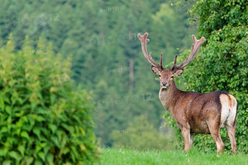 A red deer stag (Cervus elaphus) with its velvet antlers stands in a green meadow in hilly terrain. A forest can be seen in the background. Bavaria, Germany