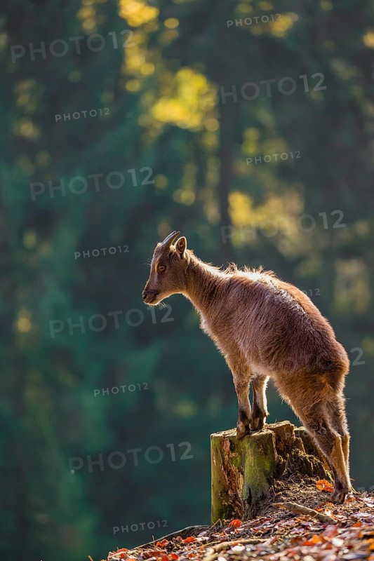 A female Himalayan tahr (Hemitragus jemlahicus) stands backlit on a tree stump at a forest edge. In the background is a dense forest