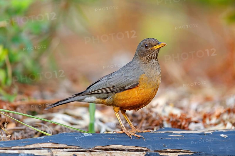 Cape thrush, (Turdus olivaceu), olive thrush, biotope, foraging, songbird, thrush family, Africa, Giant's Castle Hutted Camp, River Walk, Imbabazane Ward 2, Imbabazane Local Municipality, Uthukela District Municipality, KwaZulu-Natal, South Africa, South Africa